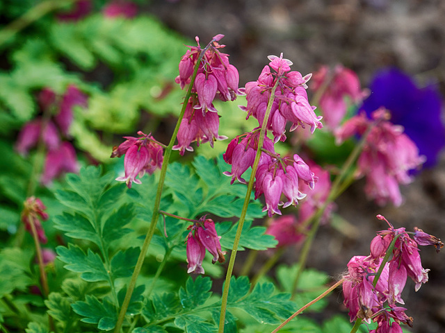 Bleeding Heart