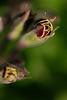 DSCF5926