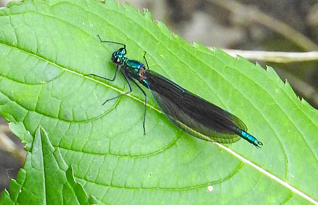 20210609 0744CPw [D~LIP] Blauflügel Prachtlibelle, UWZ, Bad Salzuflen