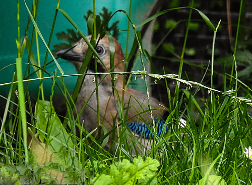 20210705 1284CPw [D~LIP] Eichelhäher (Garrulus glandarius), Bad Salzuflen