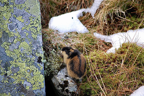 Ein echter Lemming