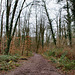 Waldweg im Osterholz (Wuppertal-Vohwinkel) / 22.02.2022