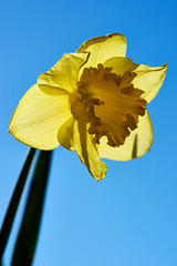 "a cold spring daffodil !"