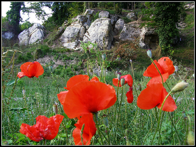 14 years old poppys