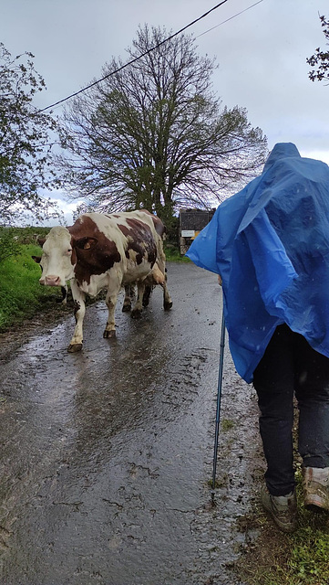 Rencontre sur le chemin de Compostelle