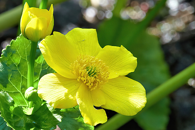 Marsh Marigold - Caltha palustris