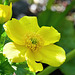 Marsh Marigold - Caltha palustris