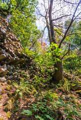 Basalt im Wald - 20150812