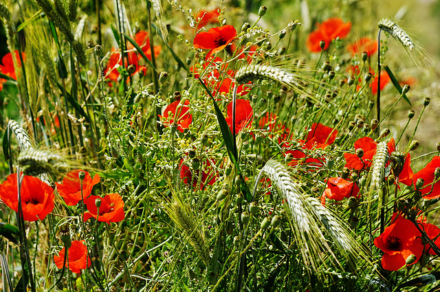 Hochsommer- Midsummer