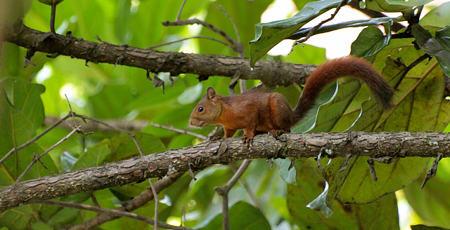 La pequeña ardilla.