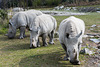 Breitmaulnashorn - Zoo Zürich  (© Buelipix)