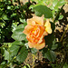 gdn[R/20] - Orange ?