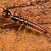 IMG 2551 Beetle larvav2