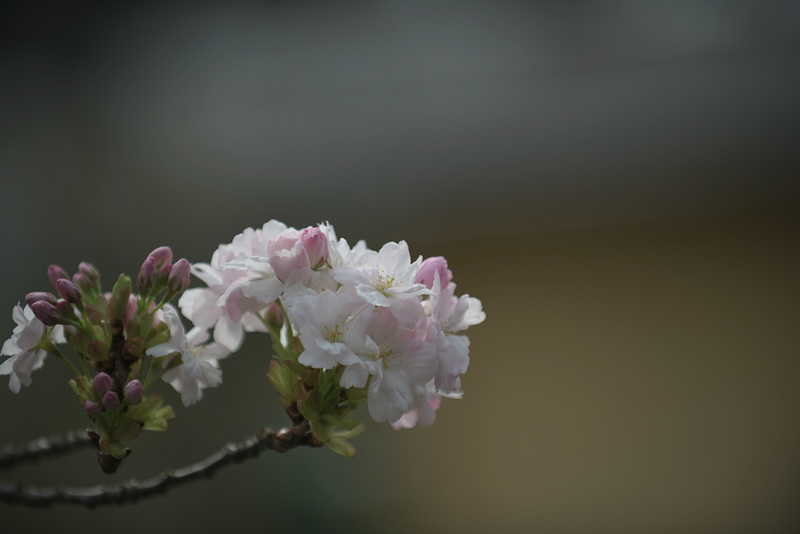 Japanese Cherry Blossom
