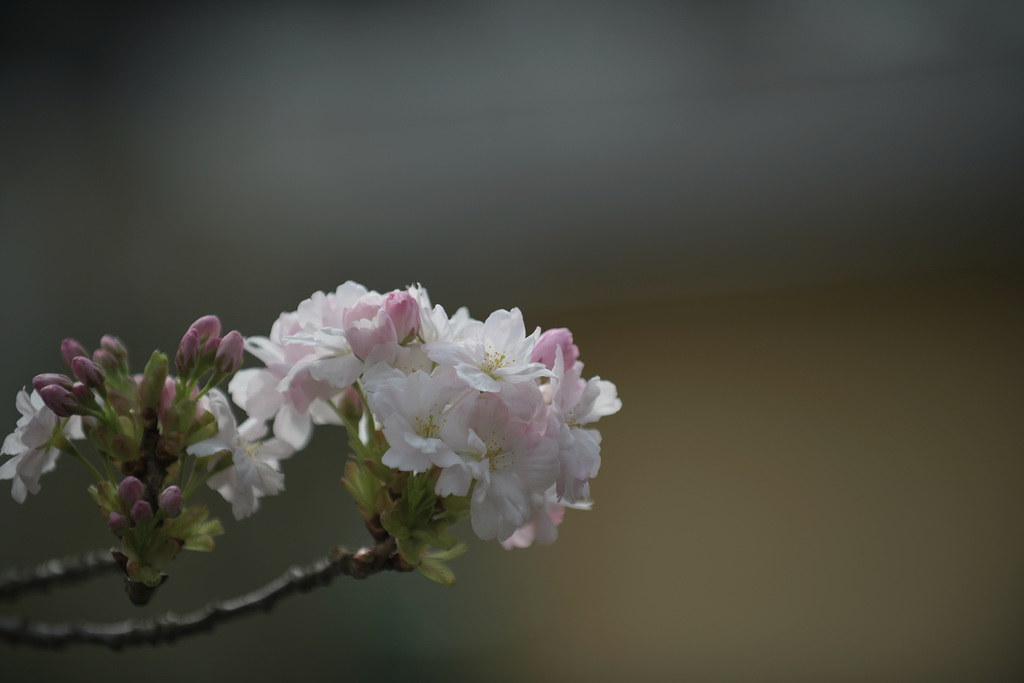 Japanese Cherry Blossom