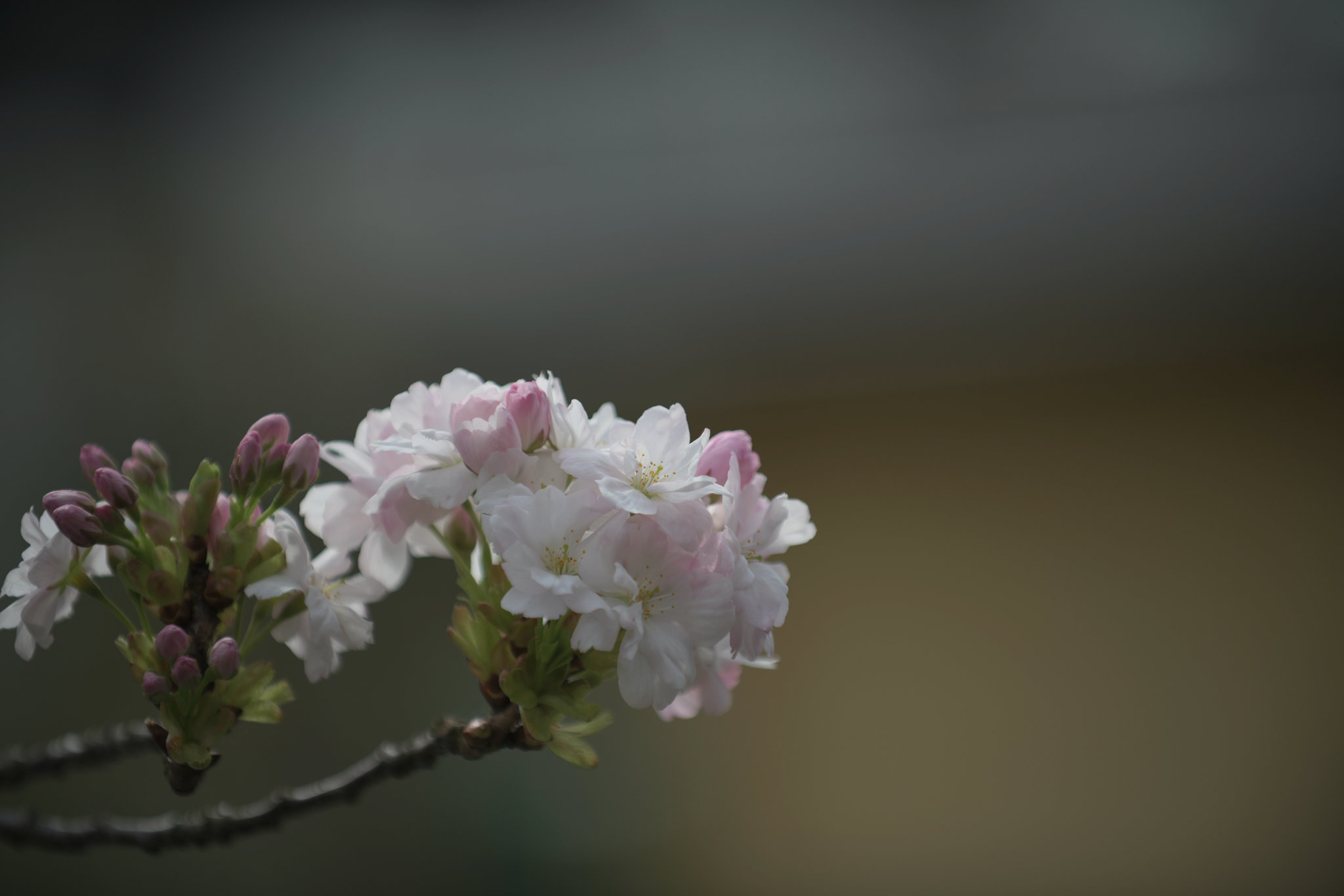 Japanese Cherry Blossom
