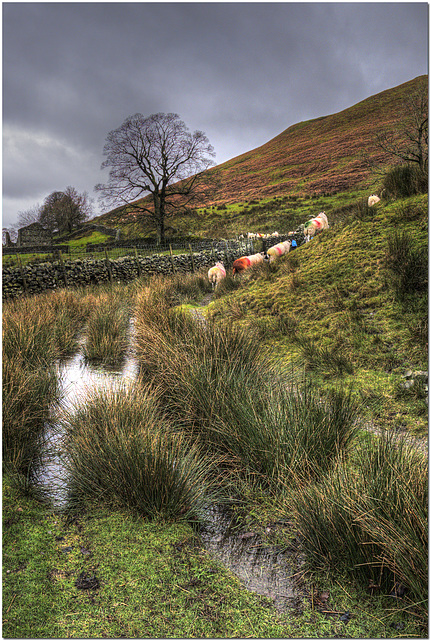 Cumbrian Sheep