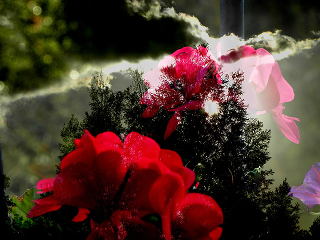 Flower thunder Flower thunder