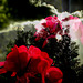 Flower thunder
