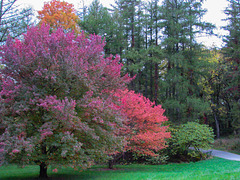 Row of Trees