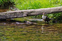 Dipper