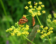 cantharide à bande terminale / soldier beetle /rhagonycha fulva