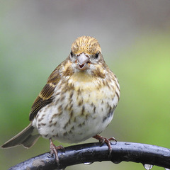 Yellow Purple Finch