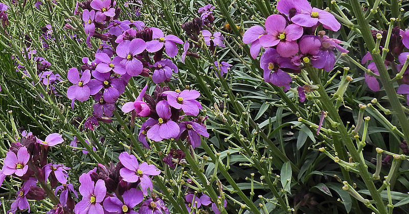 20190614 5310CPw [R~GB] Nachtviole (Hesperis matronalis), Waldwanderung, Wales