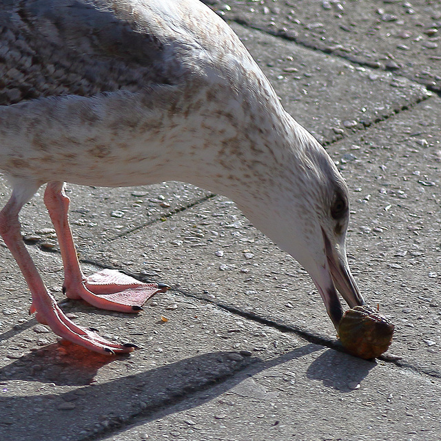 EOS 60D Unknown 12 49 1103988 Seafood dpp