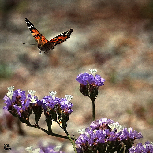 Envies... de les revoir...!