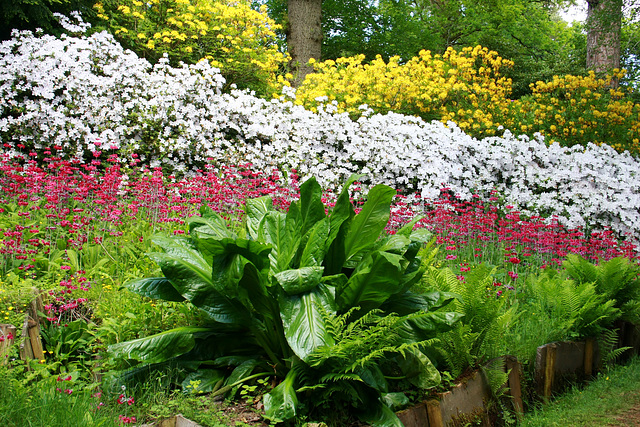 Bowood Rhododendron Gardens