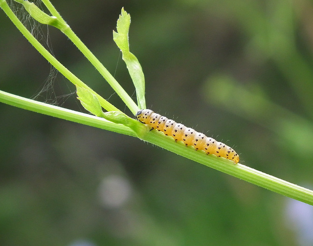 depressaria pastinacella caterpillar-chenille