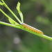 depressaria pastinacella caterpillar-chenille