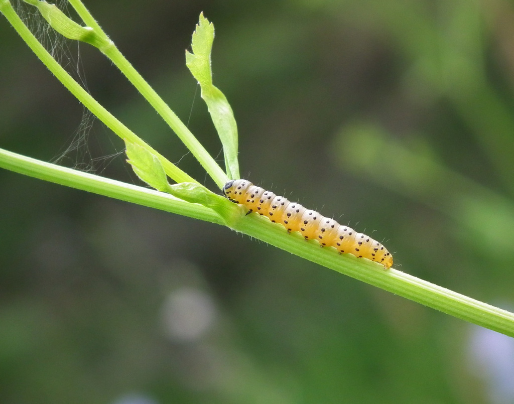 depressaria pastinacella caterpillar-chenille