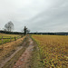 Feldweg auf der Fischlakener Höhe (Essen) / 4.02.2017