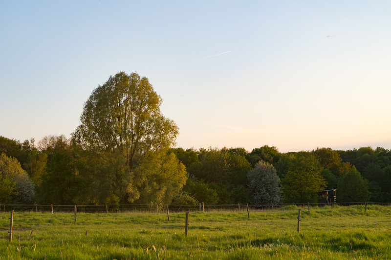 Gut Grossenbusch - Pferdekoppel DSC00311