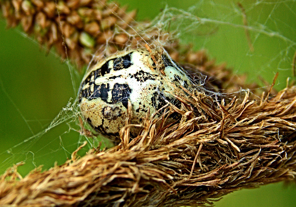 Spider 1