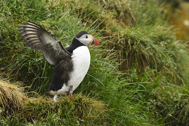 Fratercula arctica, Atlantic Puffin.