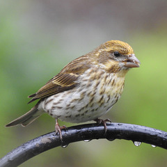 Yellow Purple Finch