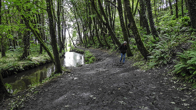 20190614 5312CPw [R~GB] Waldwanderung, Wales