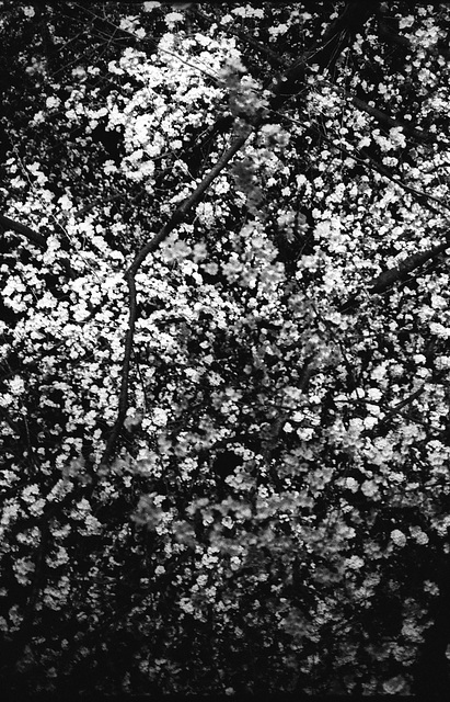 Cherry blossom 01