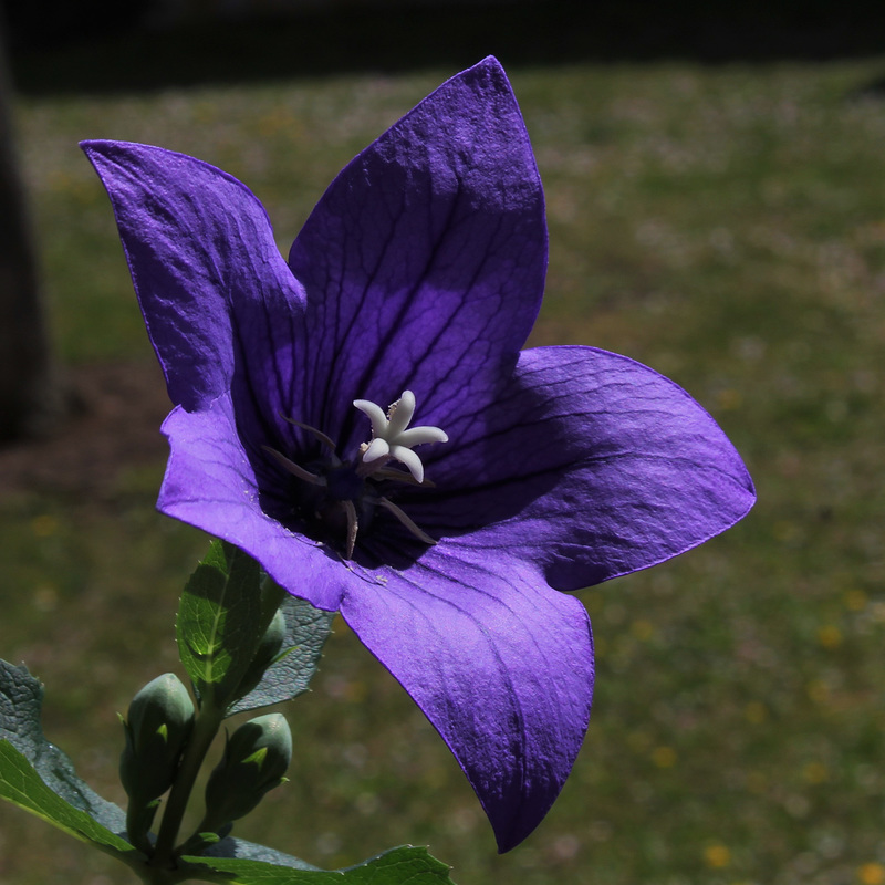 Platycodon à grandes fleurs- Platycodon grandiflorus