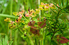 20210609 0747CPw [D~LIP] Blume, UWZ, Bad Salzuflen