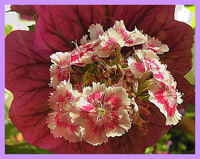 a new kind--Malva-Dianthus