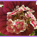 a new kind--Malva-Dianthus