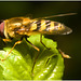 EF7A3861 Hoverfly