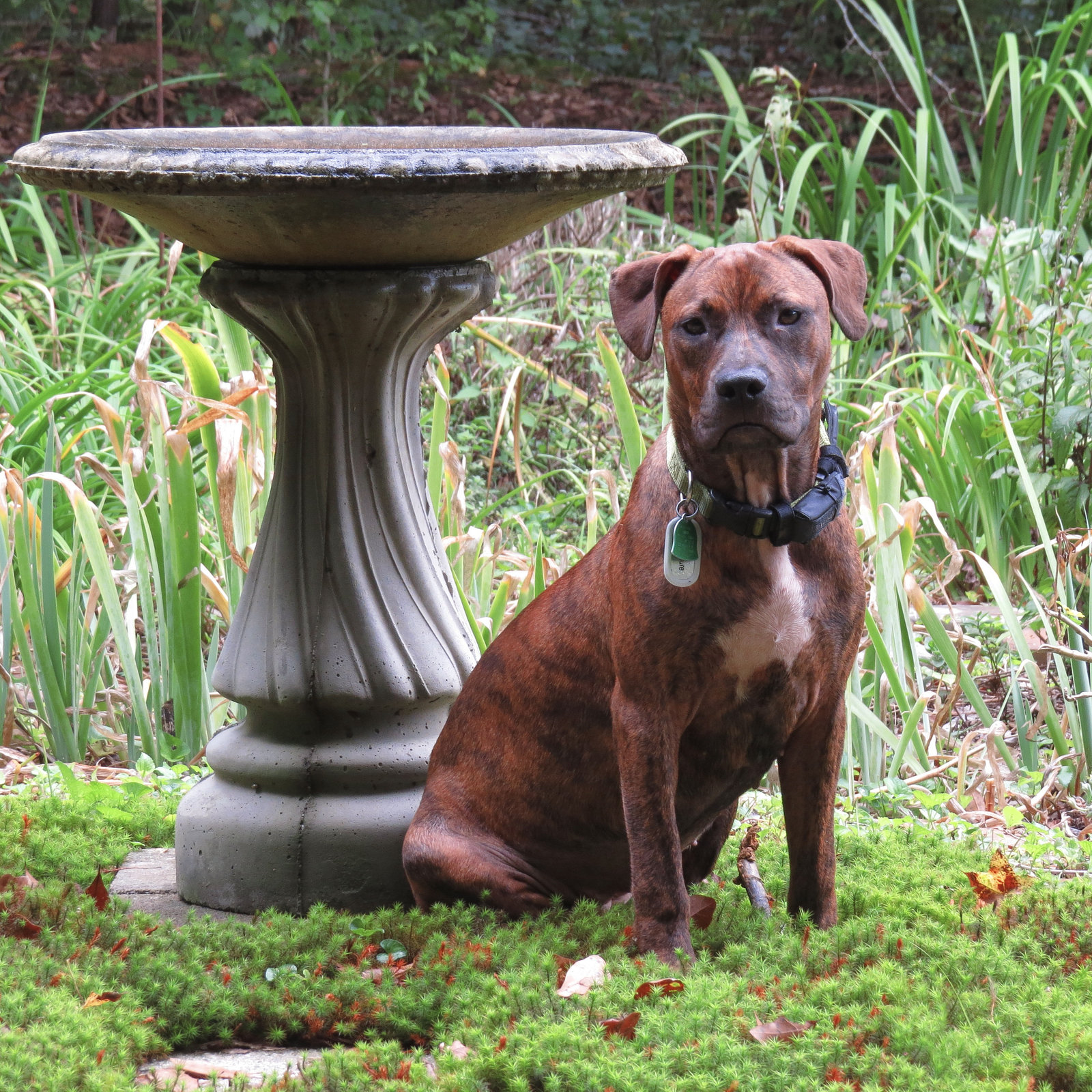 Rosie by the bird bath