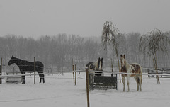 Snow Horses