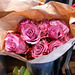Pink Roses Pink Roses