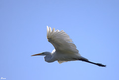 Grande Aigrette